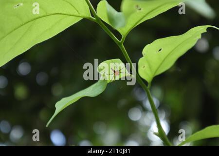 Vista angolare bassa di un ragno Lynx di colore arancione seduto sul lato inferiore di una foglia verde di una pianta di alberi di Nedun Foto Stock