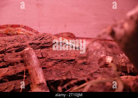 primo piano di un serpente rosso su una superficie di legno Foto Stock