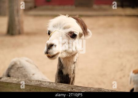 un primo piano dell'alpaca marrone nello zoo Foto Stock