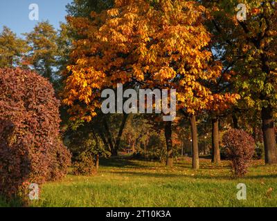 Splendido parco autunnale con una quercia magica con foglie gialle, arancioni e verdi che crescono su un prato verde in una giornata colorata e soleggiata a Kiev, Ucraina. Foto Stock