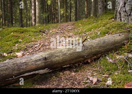 Vista dall'angolo basso di un albero caduto su un sentiero forestale in Finlandia Foto Stock