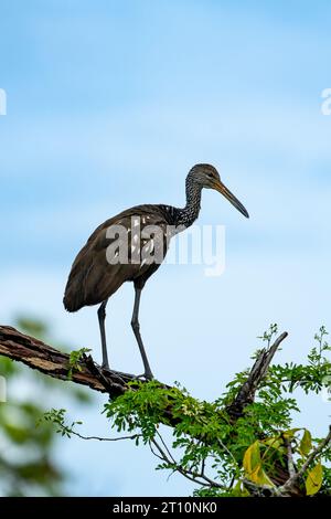Un Limpkin, Aramus guarauna, arroccato su un albero lungo il New River nel quartiere Orange Walk del Belize. Foto Stock