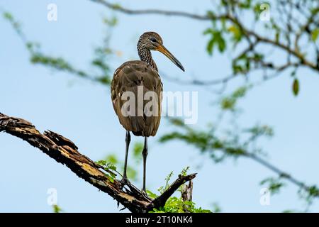 Un Limpkin, Aramus guarauna, arroccato su un albero lungo il New River nel quartiere Orange Walk del Belize. Foto Stock