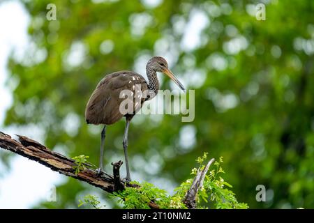 Un Limpkin, Aramus guarauna, arroccato su un albero lungo il New River nel quartiere Orange Walk del Belize. Foto Stock