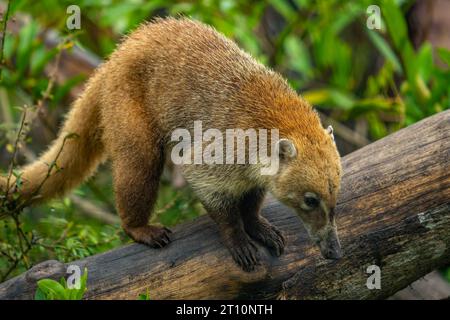 Una Coati dal naso bianco, Nasua narica, nello zoo del Belize. Foto Stock