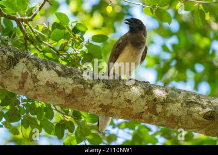 Un ghiandaia marrone, Psilorhinus morio, arroccato su un albero vicino al fiume nuovo nella riserva archeologica di Lamanai, Orange Walk District, Belize. Foto Stock