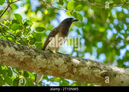 Un ghiandaia marrone, Psilorhinus morio, arroccato su un albero vicino al fiume nuovo nella riserva archeologica di Lamanai, Orange Walk District, Belize. Foto Stock