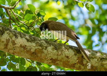 Un ghiandaia marrone, Psilorhinus morio, arroccato su un albero vicino al fiume nuovo nella riserva archeologica di Lamanai, Orange Walk District, Belize. Foto Stock