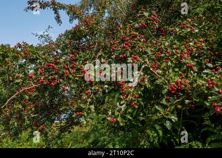 Bacche di biancospino rosso (Crataegus monogyna) che crescono in una siepe in autunno Inghilterra Regno Unito Regno Unito Gran Bretagna Foto Stock