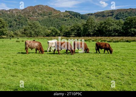 Bestiame bovino mucche inglesi che pascolano in un prato d'estate vicino a Rosthwaite Borrowdale Valley Lake District National Park Cumbria Inghilterra Regno Unito Foto Stock