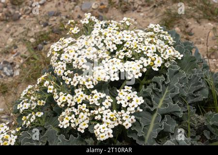 Sea Kale è comune sulle spiagge di ciottoli e sabbia intorno alla costa del Regno Unito. Le foglie grigie/verdi sono ondulate e i fiori sono a quattro petali e bianchi Foto Stock