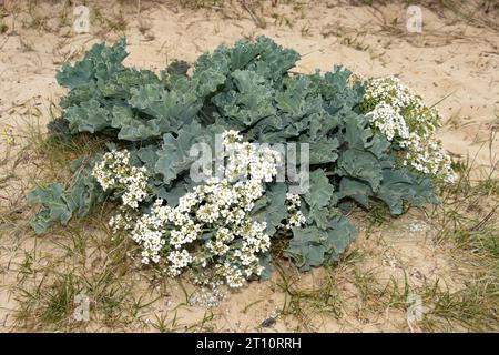 Sea Kale è comune sulle spiagge di ciottoli e sabbia intorno alla costa del Regno Unito. Le foglie grigie/verdi sono ondulate e i fiori sono a quattro petali e bianchi Foto Stock