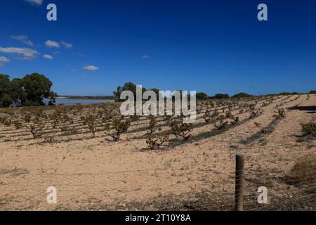 Vigneto nel Parco naturale della Laguna Salada de la Mata y Torrevieja. Foto Stock