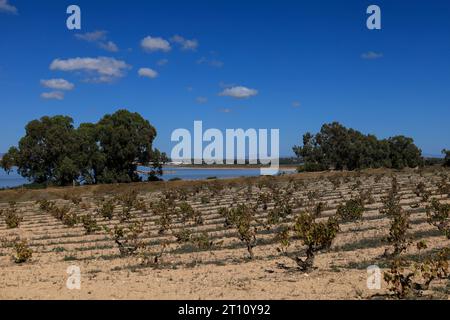 Vigneto nel Parco naturale della Laguna Salada de la Mata y Torrevieja. Foto Stock