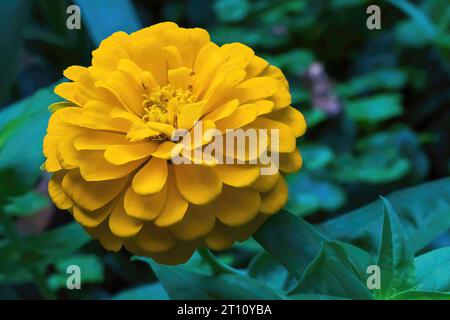 Splendida zinnia gialla o dorata in un pomeriggio estivo in un giardino fiorito a St. Croix Falls, Wisconsin USA. Foto Stock