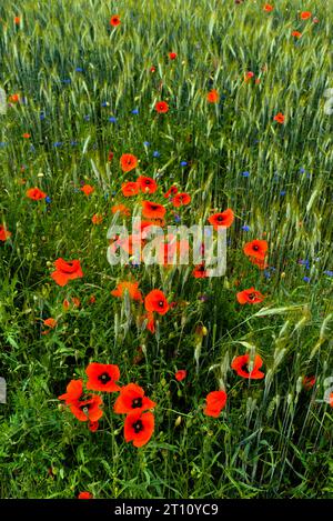 Campo naturale di cereali, erba, papaveri e fiori di mais Foto Stock