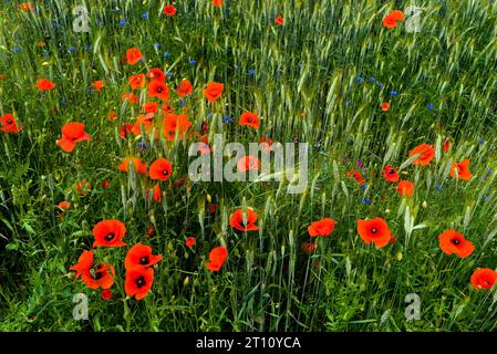 Campo naturale di cereali, erba, papaveri e fiori di mais Foto Stock