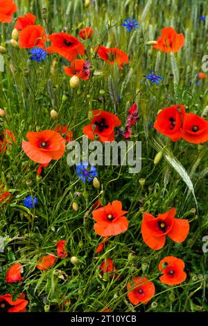 Campo naturale di cereali, erba, papaveri e fiori di mais Foto Stock