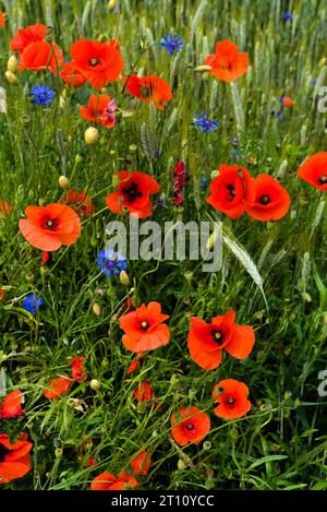 Campo naturale di cereali, erba, papaveri e fiori di mais Foto Stock