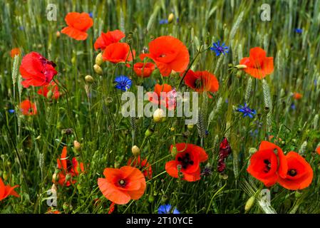 Campo naturale di cereali, erba, papaveri e fiori di mais Foto Stock