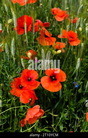 Campo naturale di cereali, erba, papaveri e fiori di mais Foto Stock