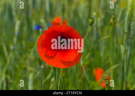 Campo naturale di cereali, erba, papaveri e fiori di mais Foto Stock