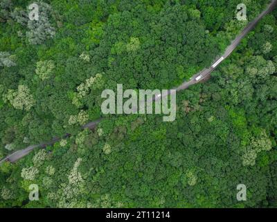 Vista aerea sulla foresta verde con una strada che attraversa in auto Foto Stock