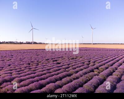 Campo di lavanda durante il giorno d'estate con turbine eoliche sullo sfondo Foto Stock