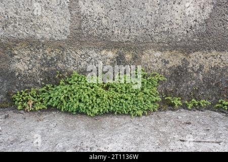 piccole piante o erba crescono davanti alla superficie della parete di cemento o sullo sfondo con spazio di copia Foto Stock