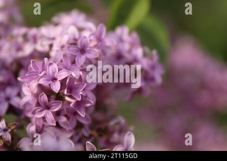 Primo piano dei fiori lilla. splendidi fiori lilla si diramano su uno sfondo verde, sfondo naturale primaverile. Messa a fuoco selettiva morbida. Foto Stock