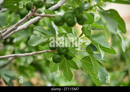 Fig che cresce sull'albero al tramonto in primo piano Foto Stock