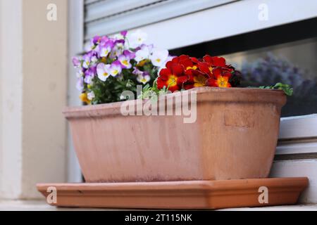 Primo piano della scatola di fiori in ceramica con primula a molla e pannelli sulla soglia del finestrino. Finestra decorata con bellissimi fiori. Piante in vaso nella finestra Foto Stock