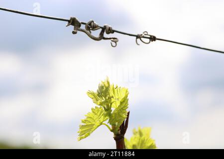 Vista ravvicinata della crescita delle foglie e delle gemme primaverili su Julius Spital Vines a Würzburg, Franconia, Baviera, Germania. Bokeh. Messa a fuoco selettiva. Copia Spac Foto Stock