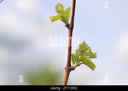 Vista ravvicinata della crescita delle foglie e delle gemme primaverili su Julius Spital Vines a Würzburg, Franconia, Baviera, Germania. Bokeh. Messa a fuoco selettiva. Copia Spac Foto Stock