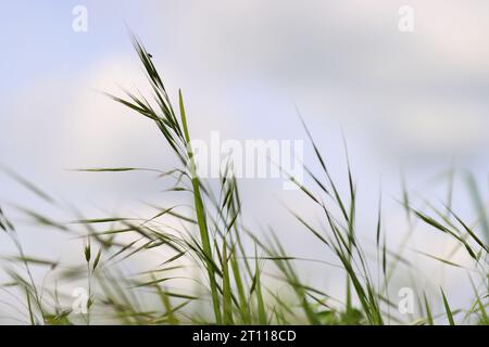 L'erba selvaggia colpisce il cielo nuvoloso con la luce del sole e la prospettiva a basso angolo. Picchi selvaggi nel prato gonfiano il vento. Feather Grass. Europa, GE Foto Stock