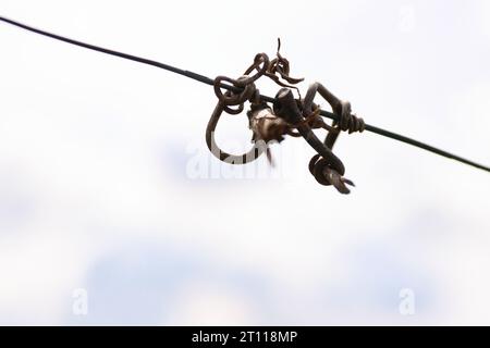 In autunno, il primo piano delle viti tagliate si aggira sul filo guida del vigneto. Tendril di vite. Dettagli Tendril sul filo. Spazio per il testo. Cielo nuvoloso blu Foto Stock