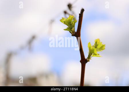 Vista ravvicinata della crescita delle foglie e delle gemme primaverili su Julius Spital Vines a Würzburg, Franconia, Baviera, Germania. Sfondo cielo nuvoloso blu. Bokeh Foto Stock
