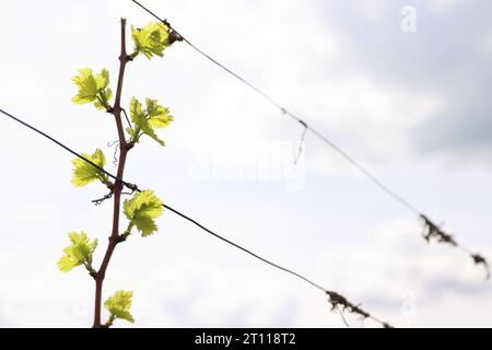 Vista ravvicinata della crescita delle foglie e delle gemme primaverili su Julius Spital Vines a Würzburg, Franconia, Baviera, Germania. Bokeh. Messa a fuoco selettiva. Copia Spac Foto Stock