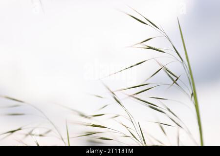 L'erba selvaggia colpisce il cielo nuvoloso con la luce del sole e la prospettiva a basso angolo. Picchi selvaggi nel prato gonfiano il vento. Feather Grass. Europa, GE Foto Stock