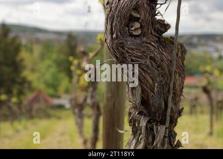 Splendida consistenza di corteccia Grapevines. Primo piano del tronco della vite. Corteccia di uva. Ceppo del vecchio vigneto. Sfondo sfocato. Struttura in legno. Selettivo Foto Stock