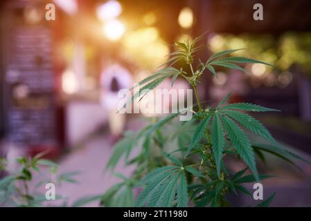 foglia di cannabis marijuana su uno sfondo sfocato di un caffè cittadino in primo piano nelle giornate di sole Foto Stock