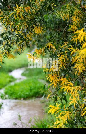 Fiore di cajeput Melaleuca leucadendra in fiore Foto Stock