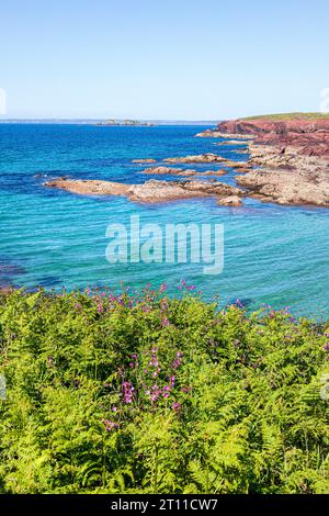 Campion rosso (Silene dioica) cresce tra le felci sulle scogliere di St Brides Haven nel Pembrokeshire Coast National Park, West Wales, Regno Unito Foto Stock