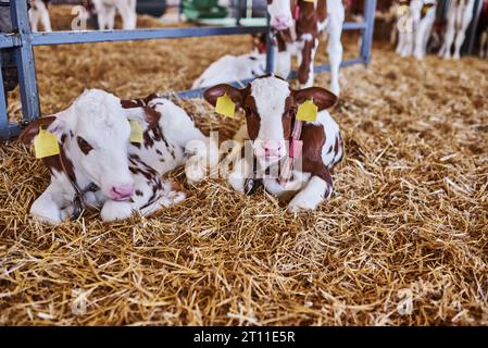 Giovane vitello in un vivaio per vacche in un caseificio. Primo piano dell'animale neonato Foto Stock