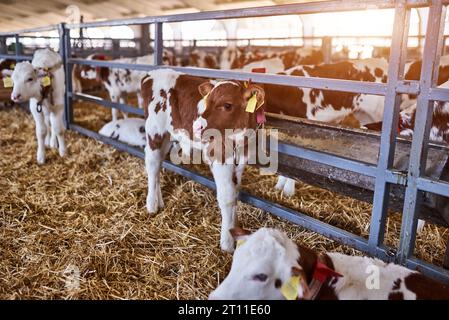 Giovane vitello in un vivaio per vacche in un caseificio. Primo piano dell'animale neonato Foto Stock