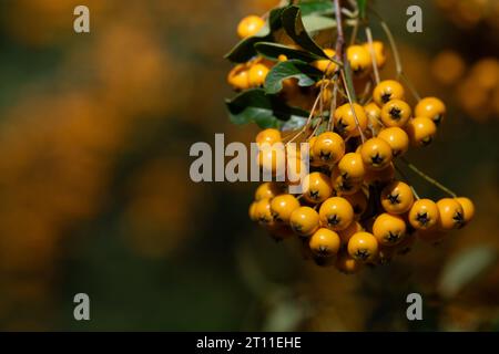 Primo piano delle bacche d'arancia di spugna (Pyracantha coccinea) che crescono nel cespuglio in autunno Foto Stock