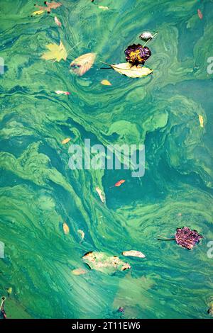 Una folta feccia (o fioritura) di alghe tossiche blu-verdi (cianobatteri) in un lago in un parco pubblico a Bristol, Regno Unito Foto Stock