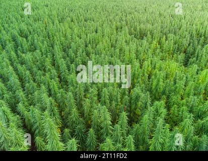 vista aerea dei grandi campi di cannabis medica al tramonto Foto Stock