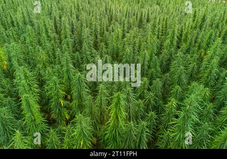 vista aerea dei grandi campi di cannabis medica al tramonto Foto Stock