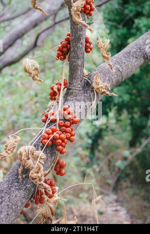 bacche rosse e foglie secche Foto Stock